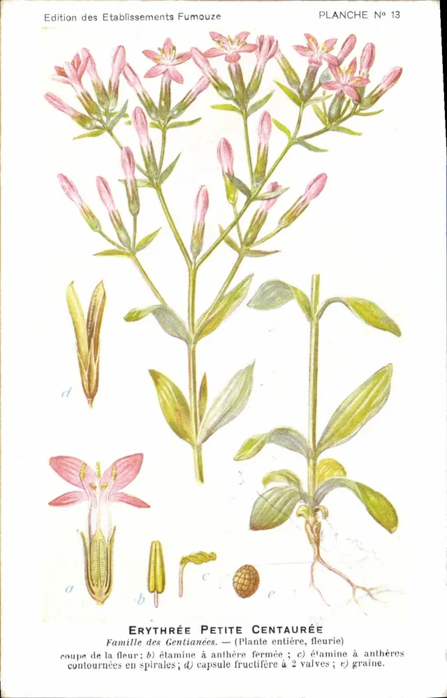 Erythrée Petite Centaurée — PLANCHE N° 13 — Edição dos Estabelecimentos Fumouze - Frente