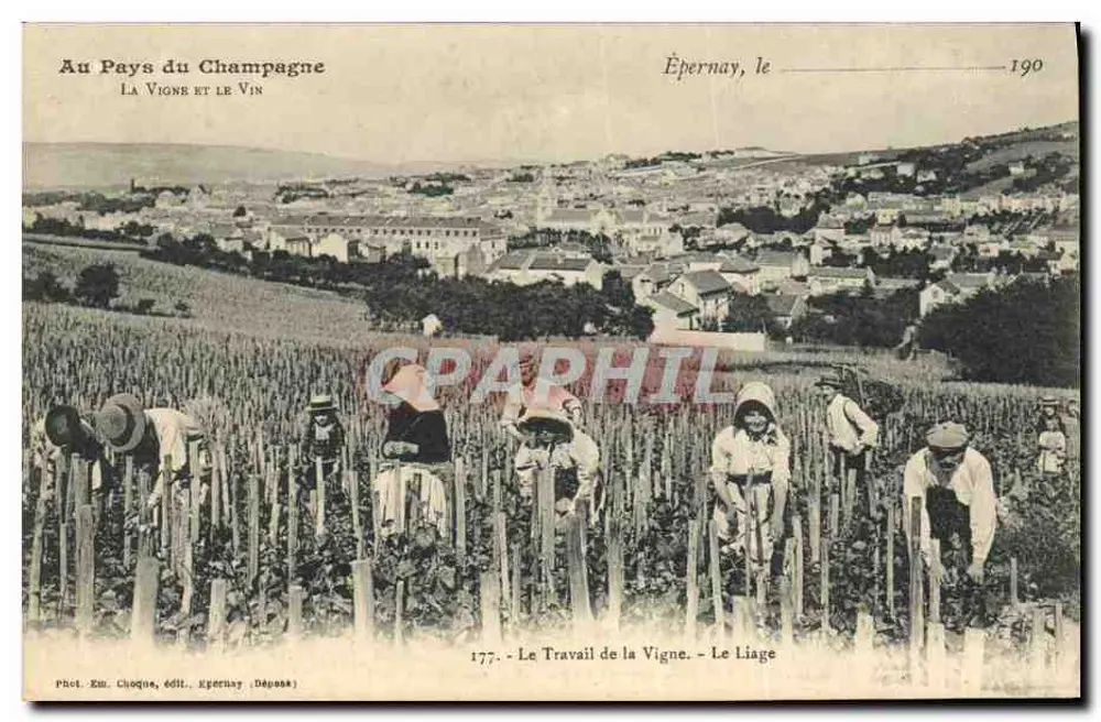 Épernay, das Binden — Weinbergarbeit — Fot. Em. Choque, Épernay (Dep. 51) - Vorderseite