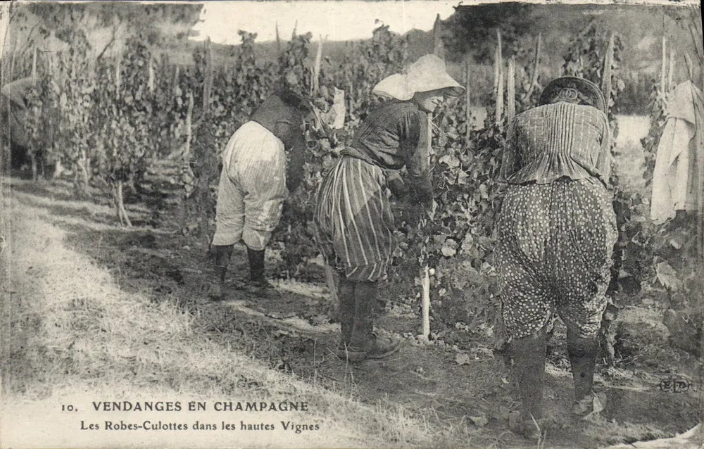 Ernte in Champagne — Die Robes-Culottes in den hohen Weinbergen — Verlag C.P.D. - Vorderseite