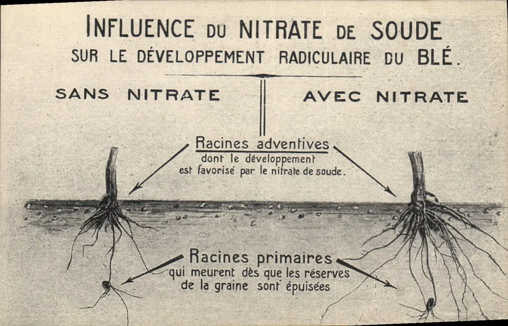 Einfluss von Natriumnitrat auf die Wurzelentwicklung des Weizens — landwirtschaftliche Illustration — Verlag nicht sichtbar - Vorderseite