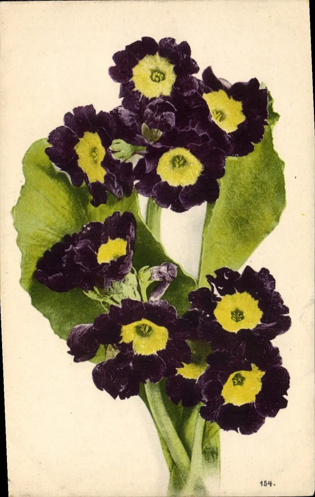 Flores de primavera negras com coração amarelo — série 154 — editor não visível - Frente