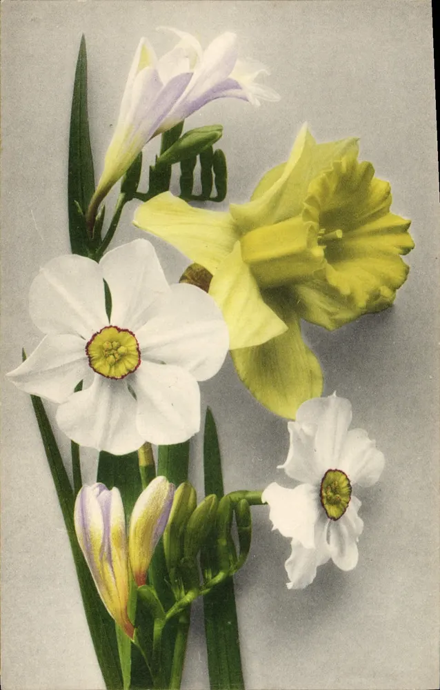 Flores de primavera — Narcisos, jasmins e flores brancas — Partheniculiculures v. Martin Hommet & Cie, Genebra, n° 372 - Frente