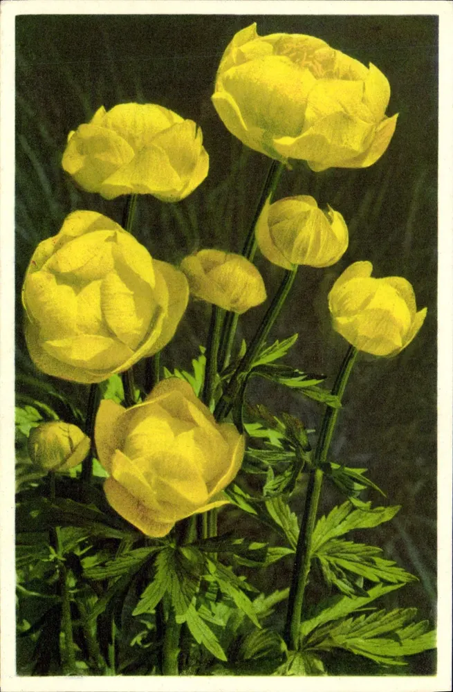 Trollius europaeus — Globenblume — Thor & Gyger, Adelboden - Vorderseite
