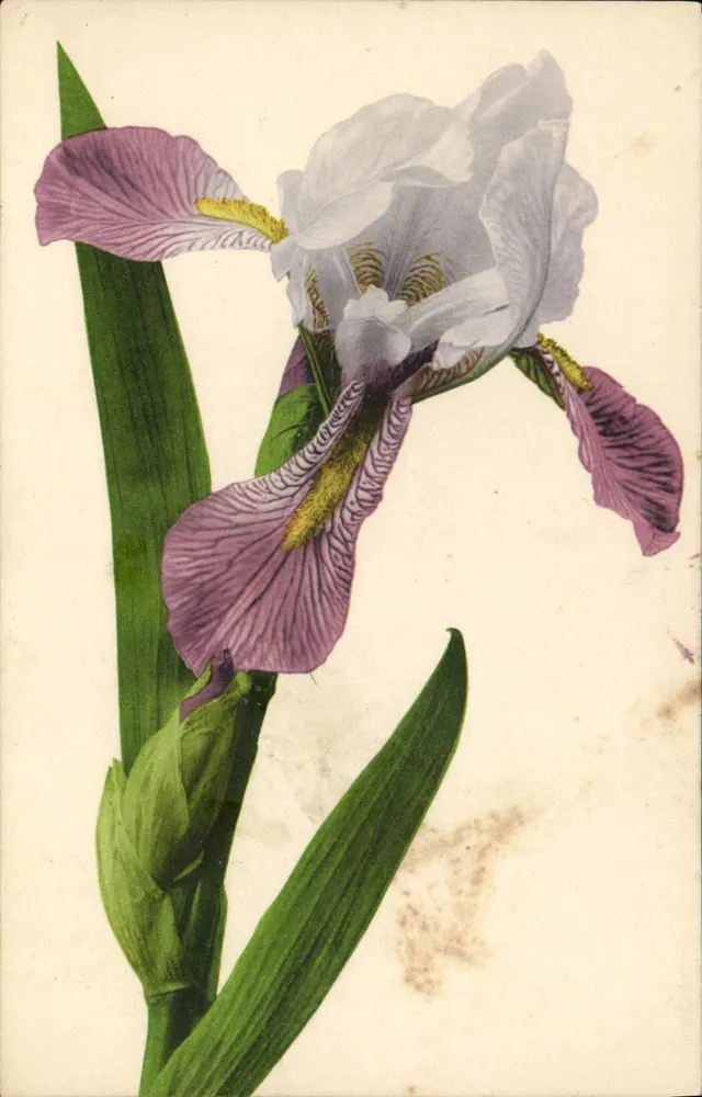 Iris — gedetailleerde bloem — uitgever Martin & Co. Stuttgart, n° 583 - Voorkant