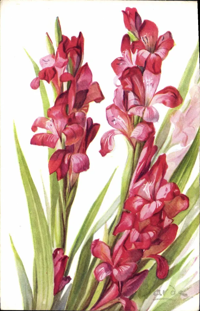 Glaïeuls — Gladiolus gandavensis — Color Paris n°505 - Voorkant