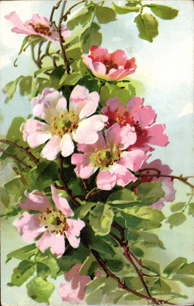 Flores de rosas — ilustração colorida — Feito na Itália, série 2244-5 - Frente