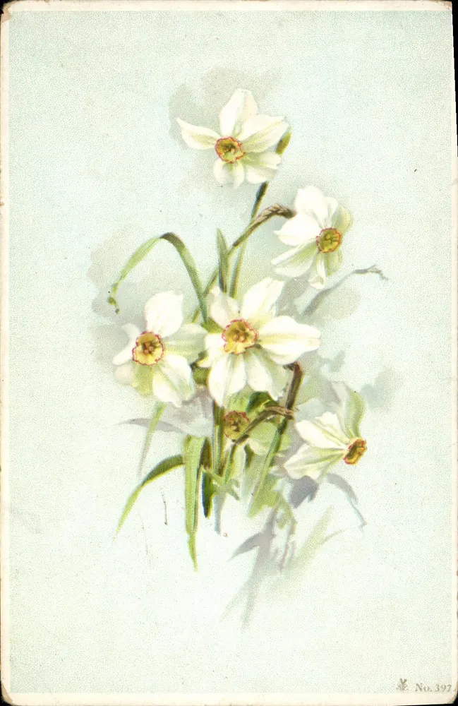 Arranjo de narcisos brancos — ilustração — série No. 397 - Frente