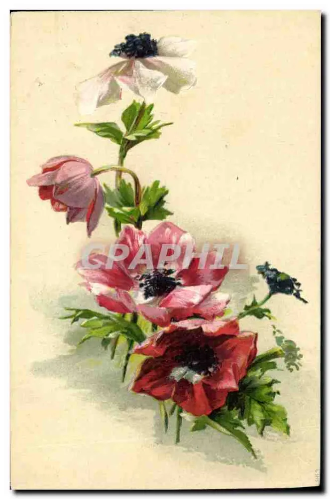 Anêmonas — buquê de flores vermelhas, rosas e brancas — editor não visível - Frente