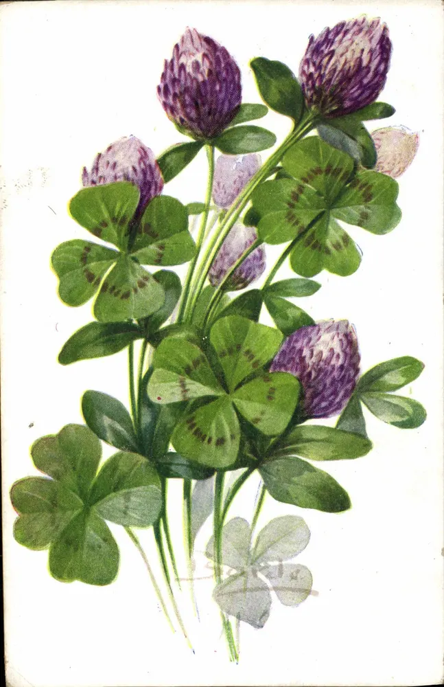 Vierblad — Trifolium — uitgever COLOR Paris, n° 534 - Voorkant