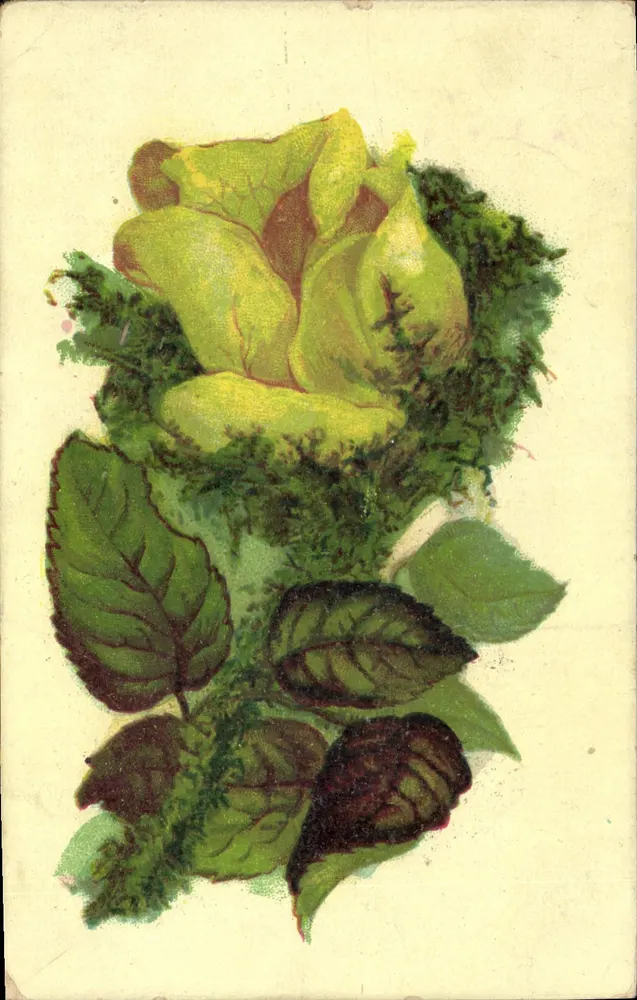 Gele roos — botanische illustratie — uitgever niet zichtbaar - Voorkant