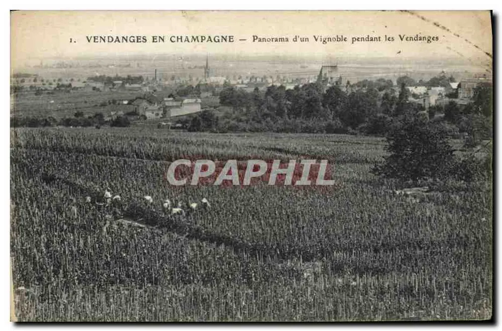 Ernte in Champagne — Panorama eines Weinbergs während der Ernte - Vorderseite