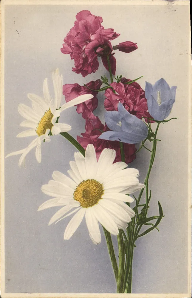 Bouquet kwiatów — mleczki, geranium i dzwonki — wydawca Frédéric Frédéric & Cie, Stuttgart, nr 398 - Awers