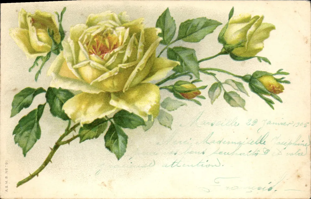 Rosas amarelas — ilustração colorida — A.&M.B. N° 91 - Frente