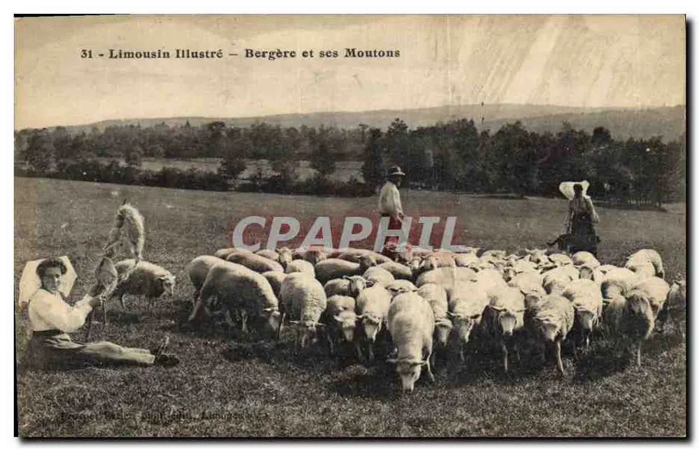Limousin Illustré — Pastora e seus Cordeiros - Frente
