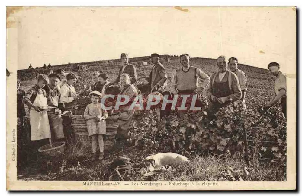 Mareuil-sur-Ay — Die Weinlese — Ausreißen mit einer Clayette - Vorderseite
