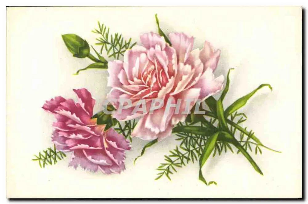 Flores de pâquerettes — ilustração botânica — editor desconhecido, n° de série F2094 - Frente