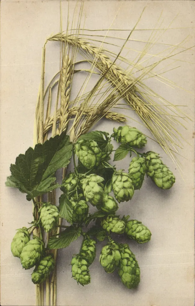 Hoplarz i kłosy pszenicy — ilustracja botaniczna — wydawca Géza Zichy, Stuttgart, nr 631 - Awers