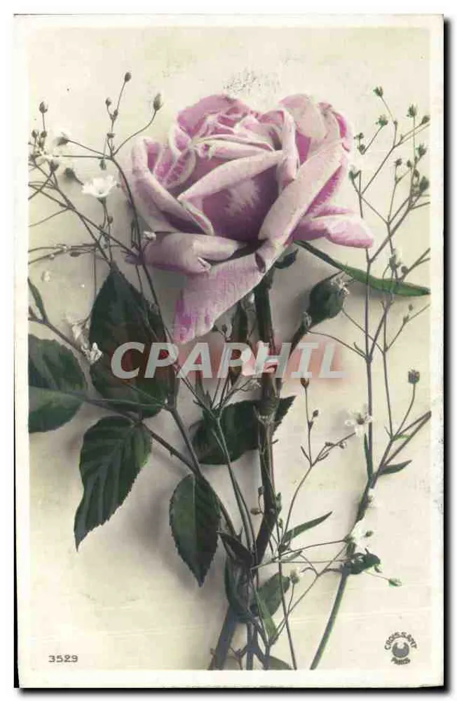 Biała róża — z gypsophyllum — wydane przez CROSS-SART PARIS n° 3529 - Awers