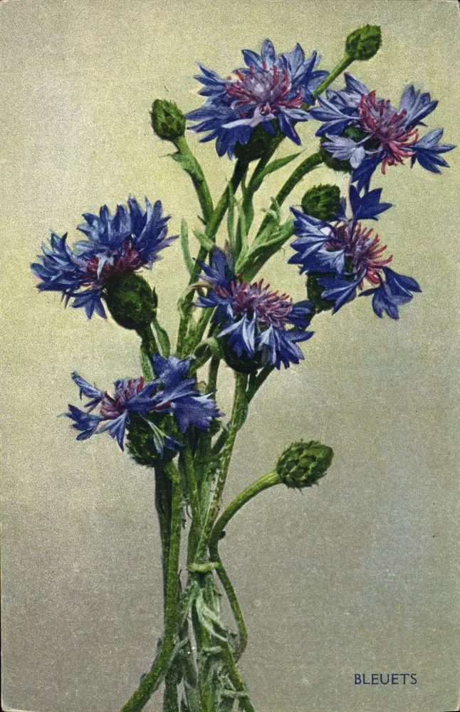 Bleueten — botanische illustratie — uitgever CARIES MÉDIA MARSEILLE - Voorkant
