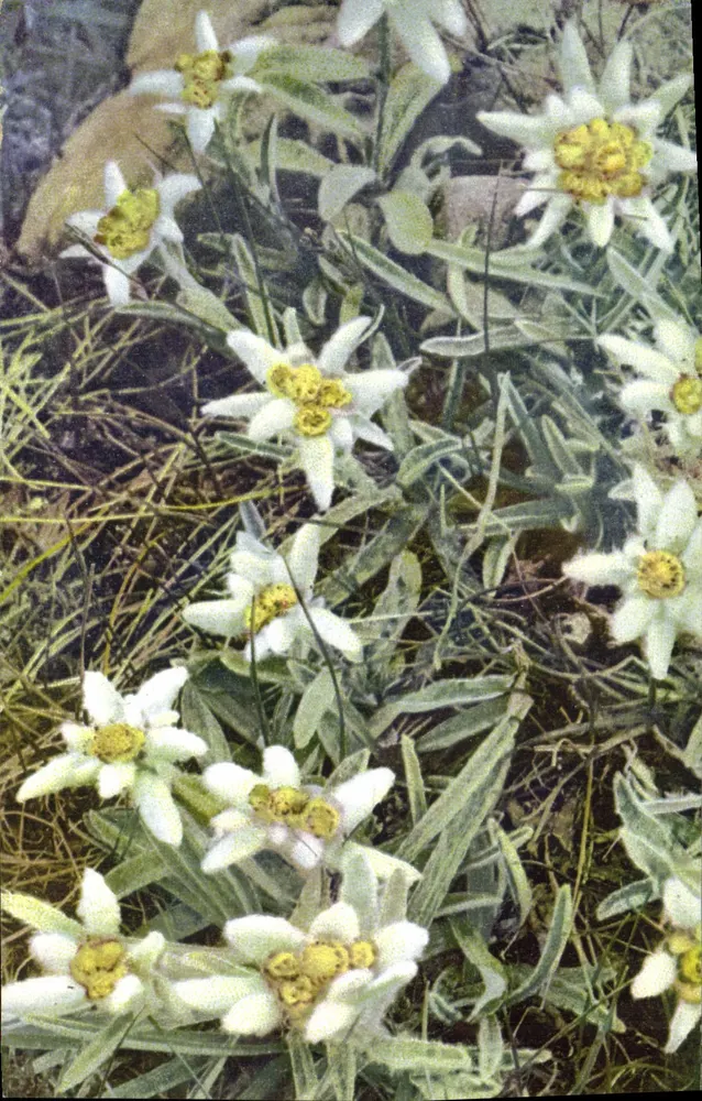 Leontopodium alpinum — Alpenblumen — Photochromie, Serie 592, Nr. 1558 - Vorderseite