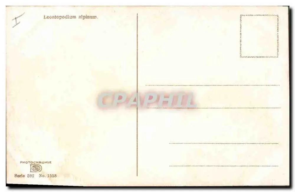 Leontopodium alpinum — Alpenblumen — Photochromie, Serie 592, Nr. 1558 - Rückseite