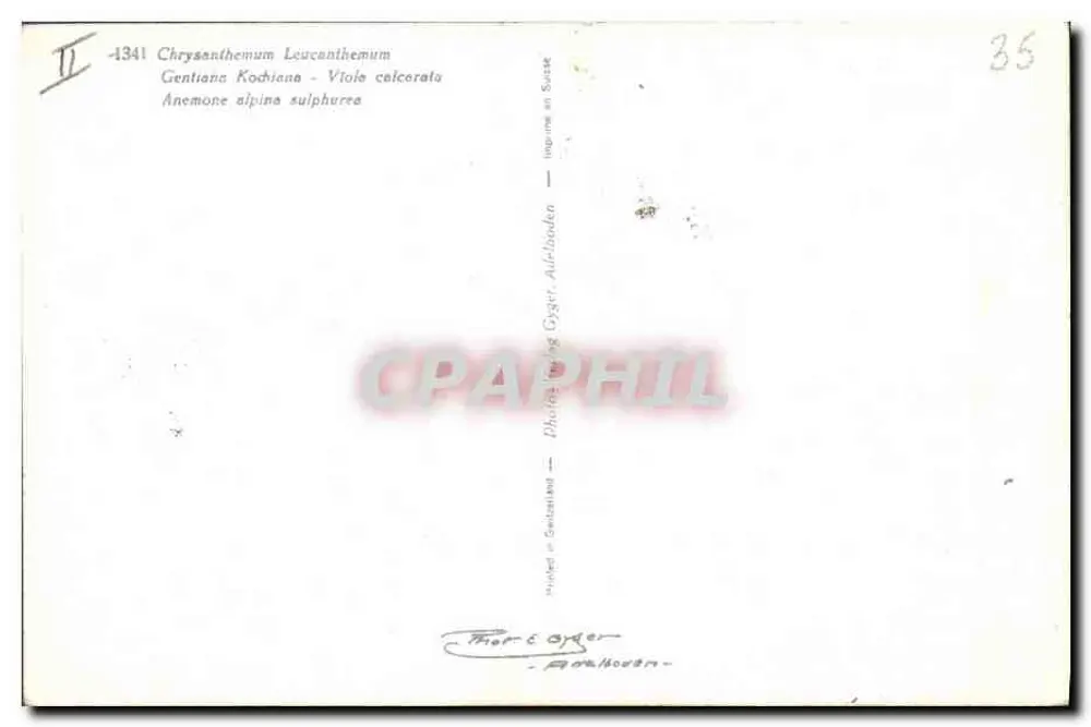 Blumenstrauß — Chrysanthemen, Gentianen, Violette, Anemonen — Thore Coyer, Fotografie in der Schweiz - Rückseite