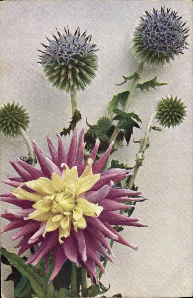 Flores de Dahlia variabilis e Echinops sphaerocephalus — Natural em cores — Série Flora, n° 124, Rouanet & Jons, Dresde - Frente