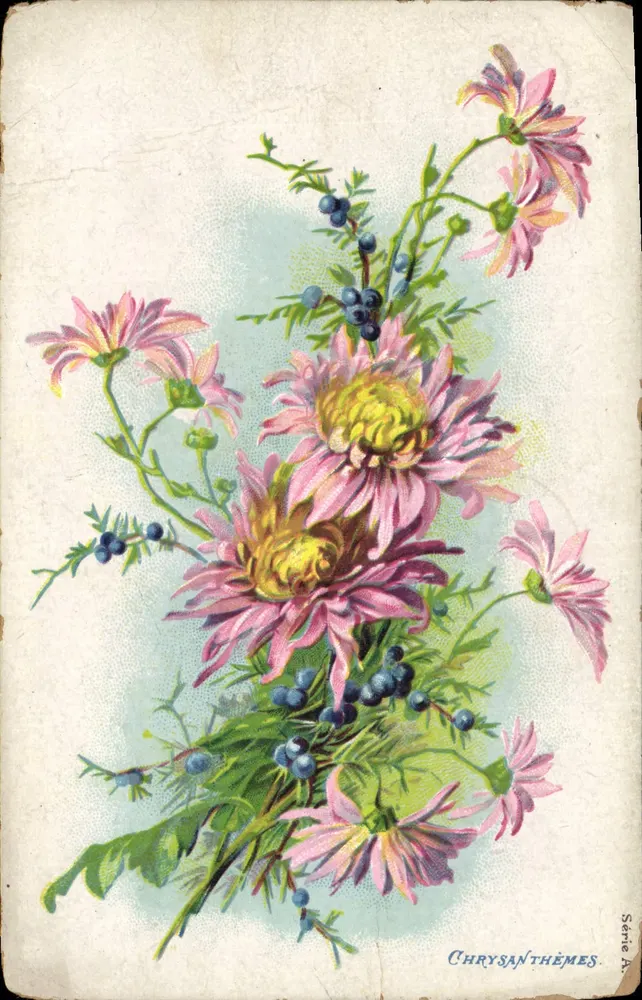 Chrysanthèmes — bouquet de fleurs roses avec baies bleues — Chrysanthèmes, Série A - Voorkant
