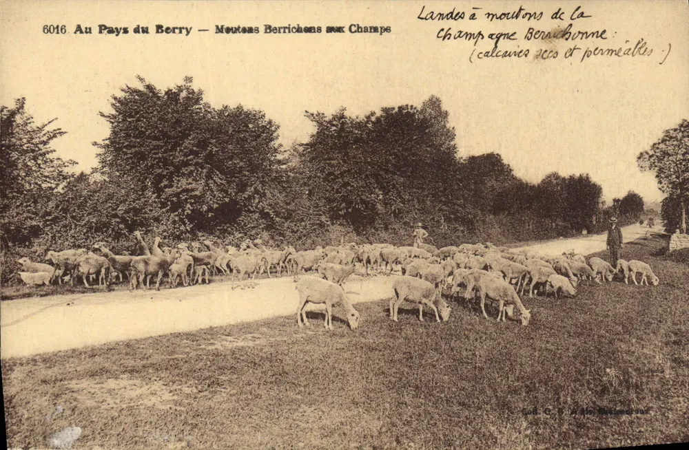 Im Land des Berry — Berrichon-Schafe auf den Feldern — 6016 - Vorderseite