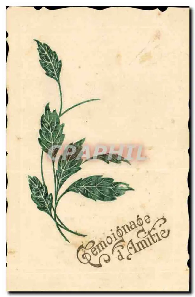 Cémoignage d'Amitié — carte ornée d'une branche de feuillage — éditeur non visible - Awers