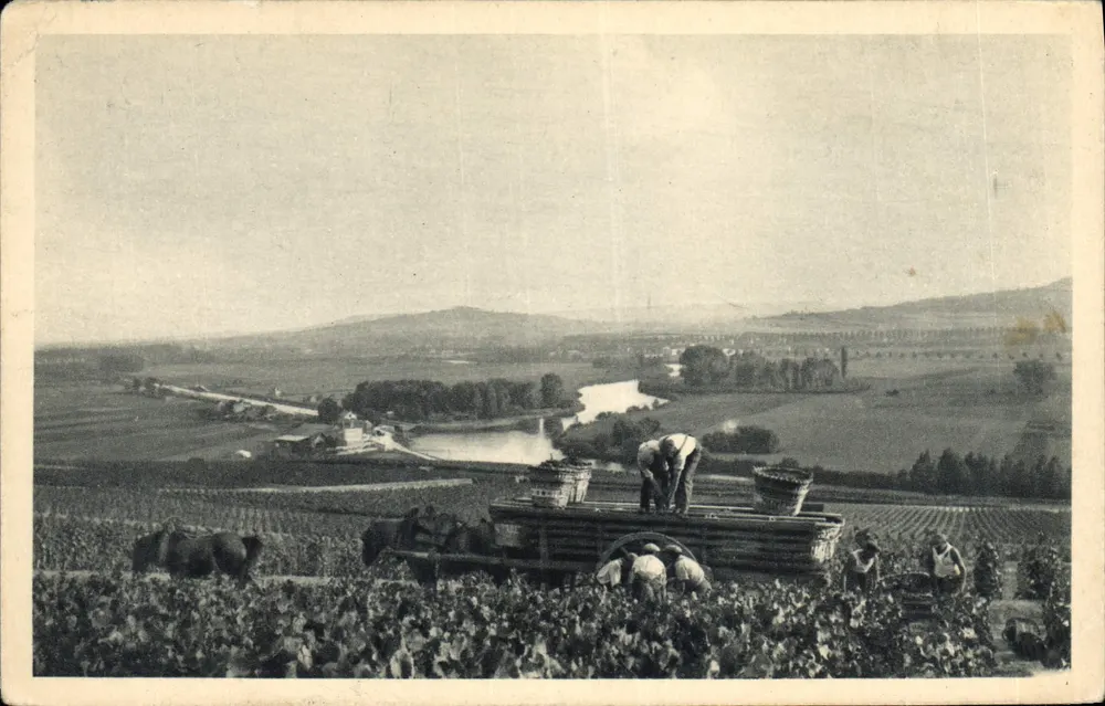 Ernte in Hautvillers — Szenen aus dem Weinberg — Verlag A. Brecqer Frères, Druckerei Cachan (Seine) - Vorderseite
