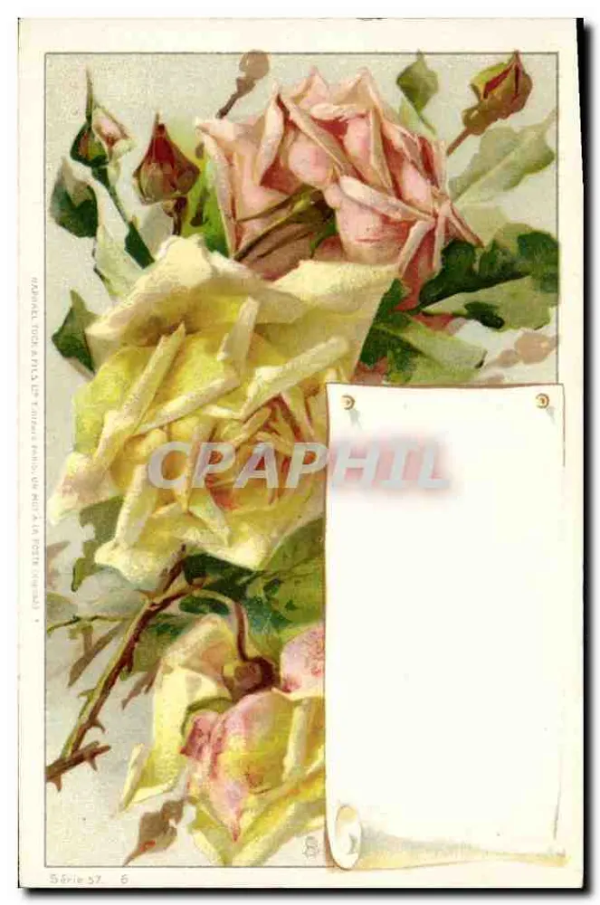 Rosas — buquê de rosas amarelas e rosas — editor C. P. A. Paris, série 57, n°6 - Frente
