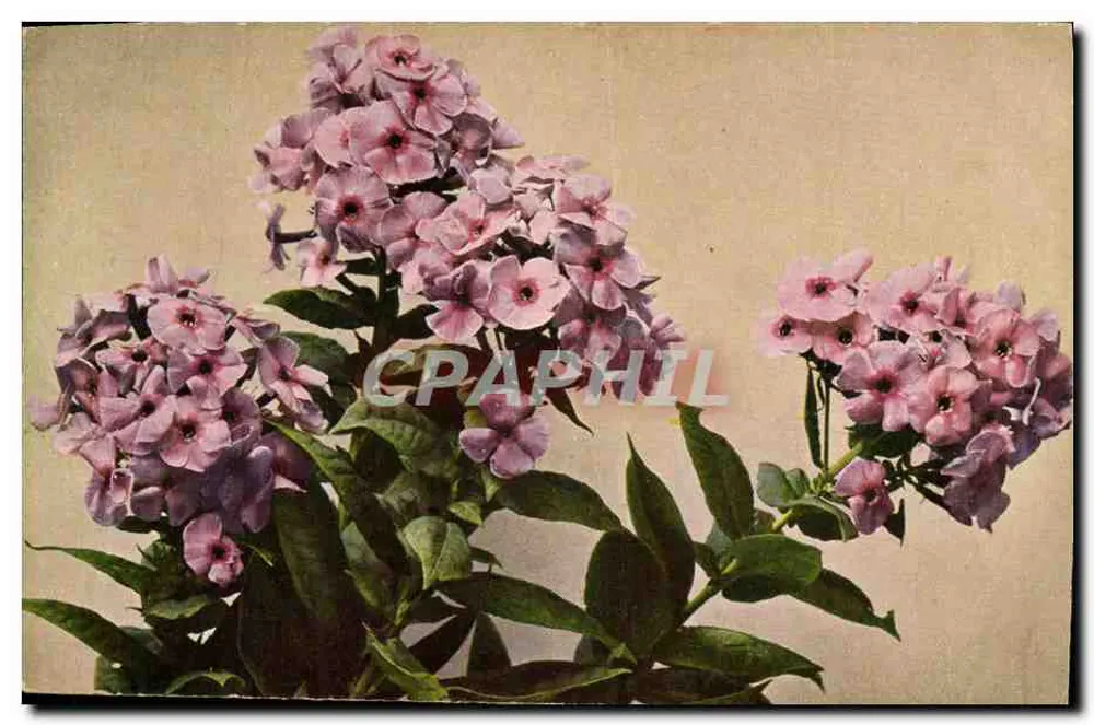 Phlox paniculata — płonąca kwiatostan — seria „Flora“ - Awers