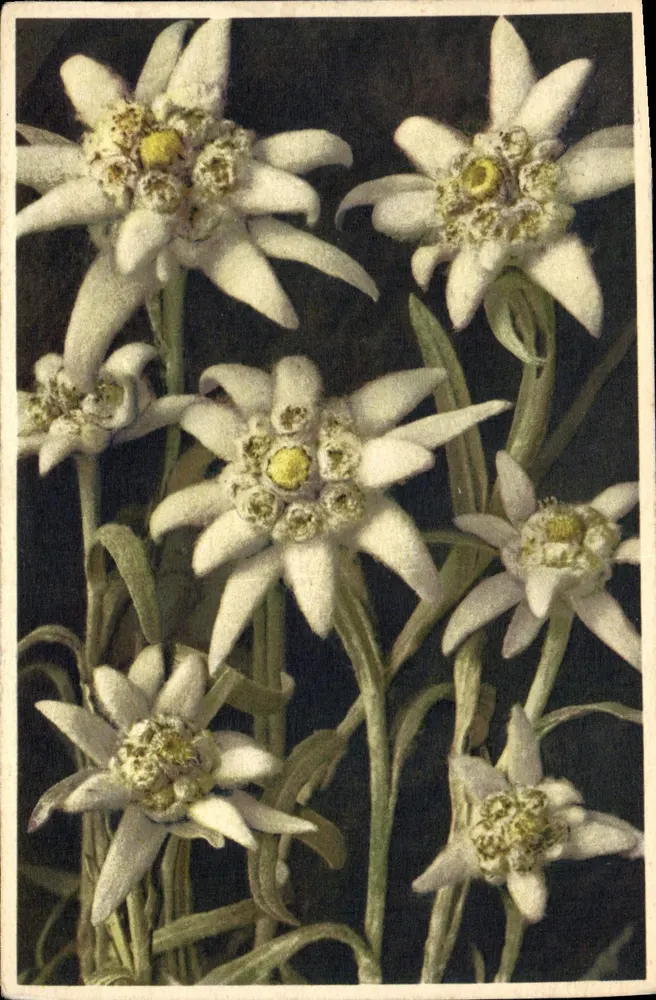 Edelweiss — Leontopodium alpinum — wydane w Szwajcarii - Awers