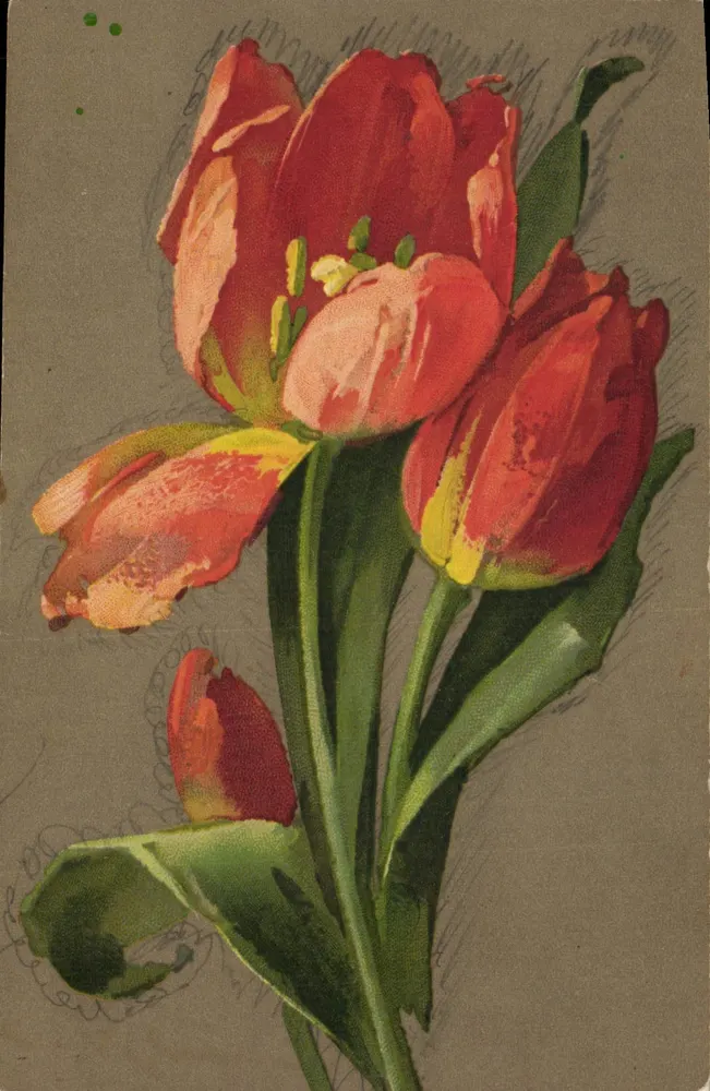 Czerwone tulipany — ilustracja — wydawca MB & B - Awers