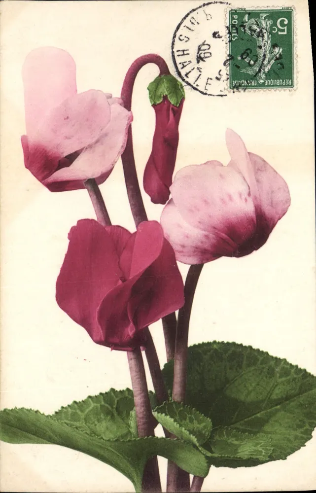 Ciclameno — flores rosas e púrpuras — editor Petruelich & Martin, Paris - Frente