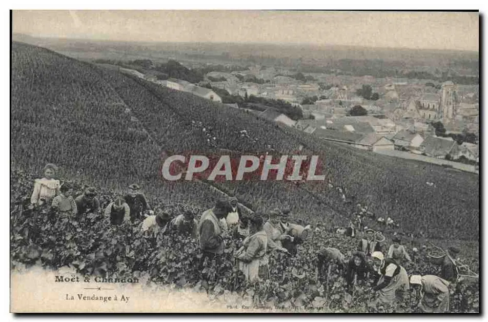 Die Weinlese in Ay — Moët & Chandon — Fot. E. Champin, Dourdan - Vorderseite