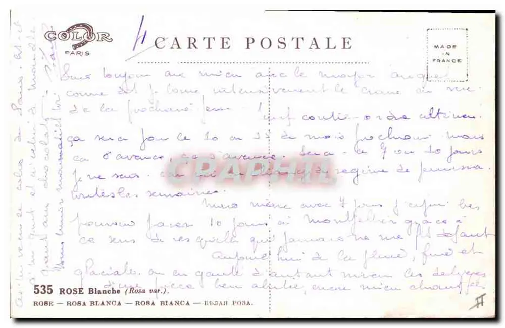 सफेद रोज़ — वैरिएटी रोज़ा वार। — एडिटर कलर पेरिस, नंबर 10 - पीछे