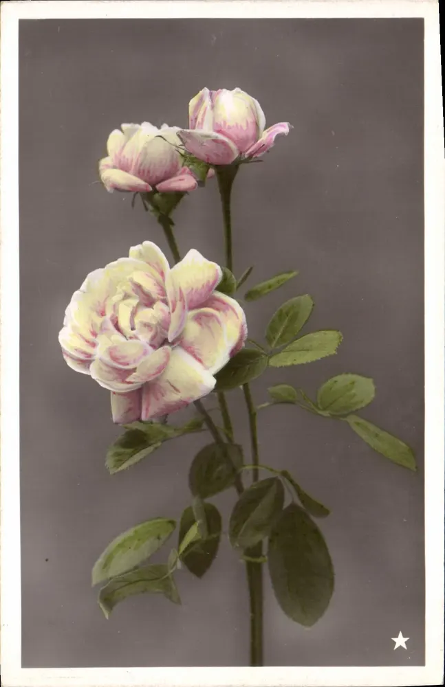 Rosier à fleurs bicolores — VBC Série N. 3372 — Marque 'ÉTOILE' Paris - Awers