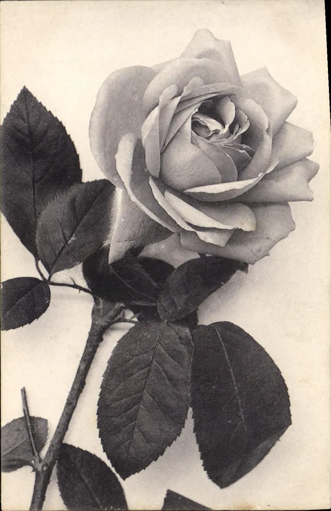Róża — fotografia w czarno-białym — C.T. & Cie, seria 94 - Awers