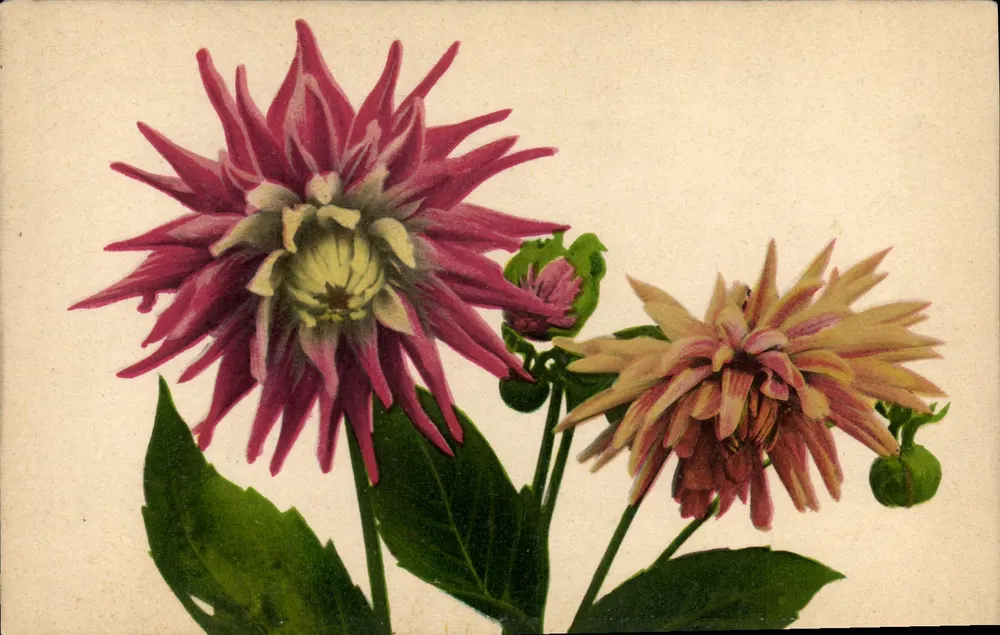 Dois dahlias — ilustração botânica — n° 563 - Frente