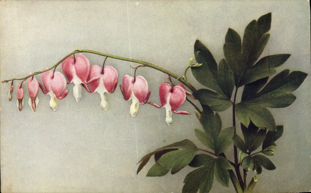 Coração sangrando — ilustração botânica — série "Flora" por Böhmner & Söhne, Prasden - Frente