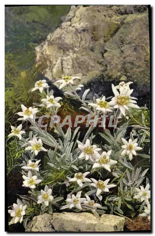 Edouard alpin — weiße Blüten auf Felsen — Alpenflora, Serie 547 - Vorderseite