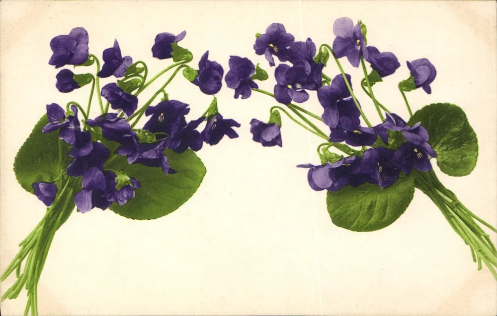 Violetas — ilustração — União Postal Universal, n° 560 - Frente