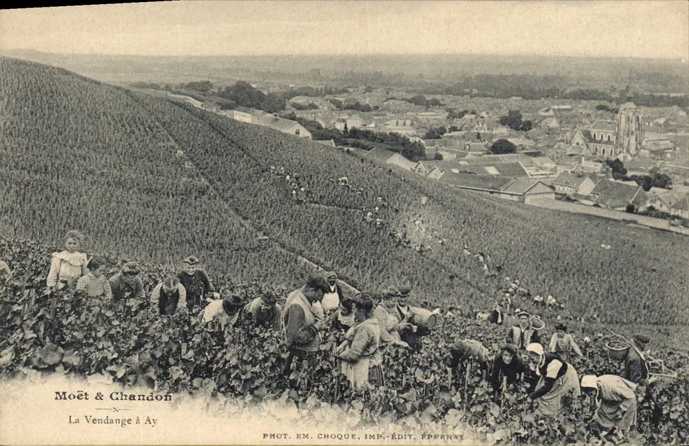 Die Weinlese in Ay — Moët & Chandon — Foto. EM. Choque, Druck. Verlag Épernay - Vorderseite