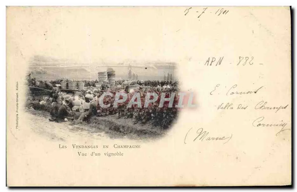 Las Vendimias en Champagne — Vista de una viña — Photodépôt Pont-à-Mousson, n° 5882 - Anverso