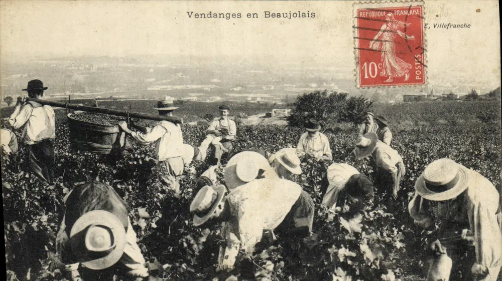 Zbieranie winogron w Beaujolais — E. Villefranche - Awers