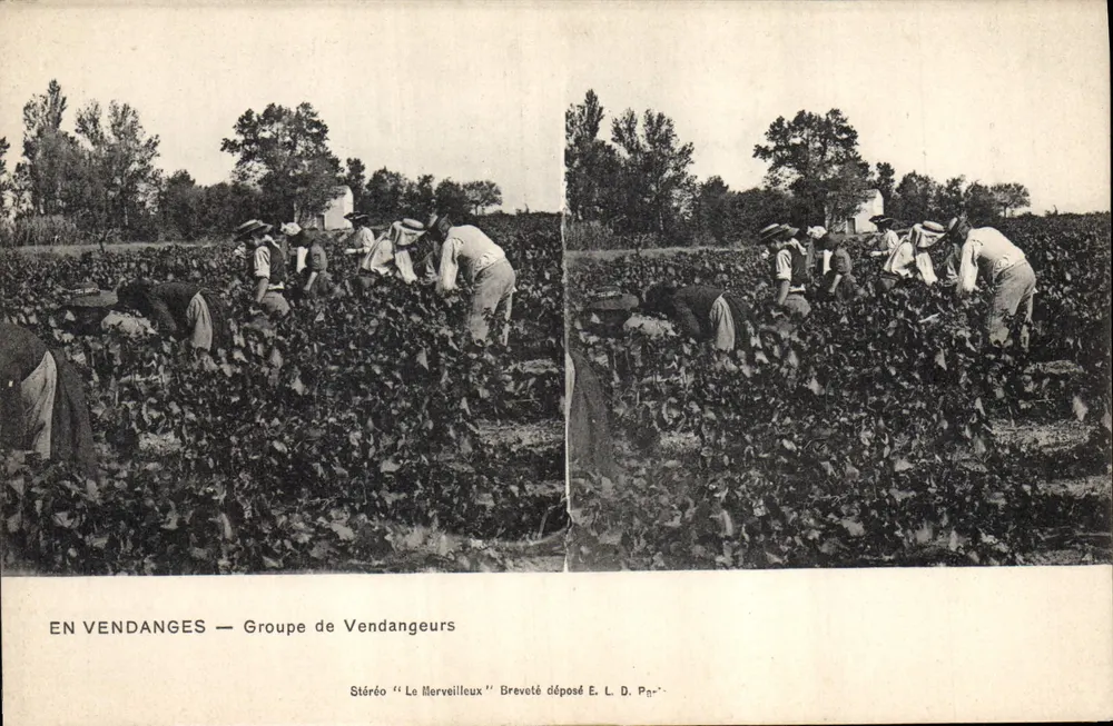 En Vendanges — Groupe de Vendangeurs — Stéréo 'Le Merveilleux' Breveté déposé E. L. D. Pn- - Frente
