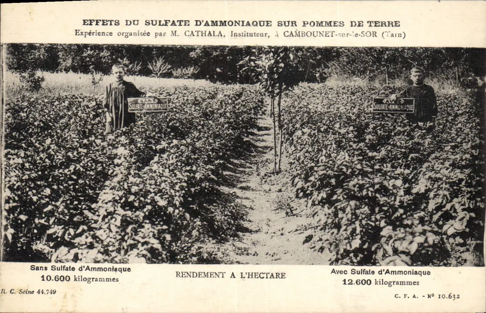 Wirkung von Ammoniumsulfat auf Kartoffeln — Experiment von Herrn Cathala in Cambounet-sur-Sor (Tarn) - Vorderseite