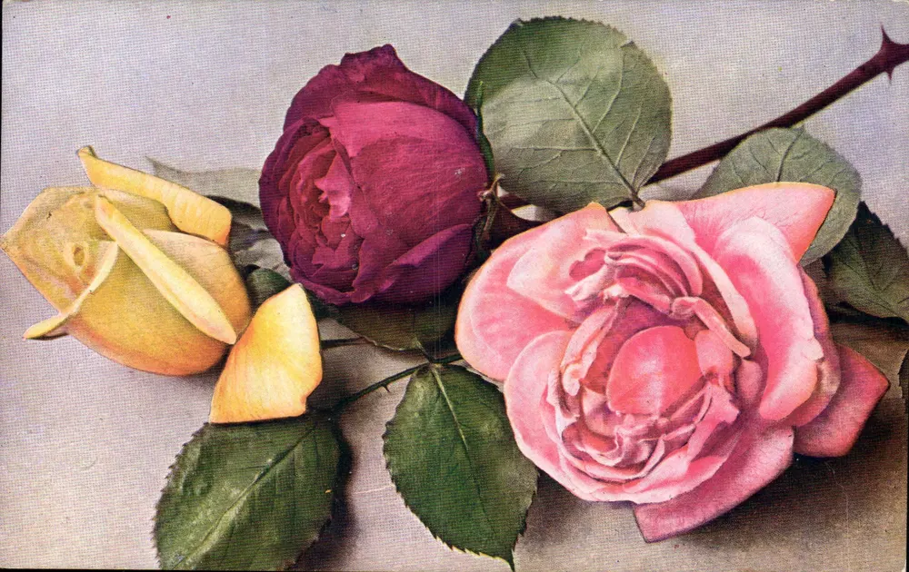 Blütenstrauß aus Rosen — Rose diverse — P. J. Gallais & Cie, Paris - Vorderseite